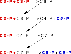Régénération de la RUBP
