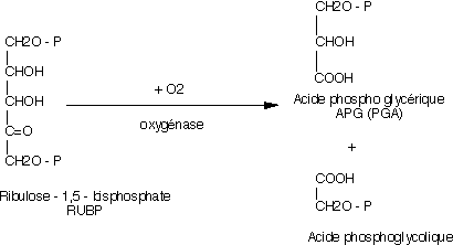 Fonctionnement en oxygénase de la rubisCO