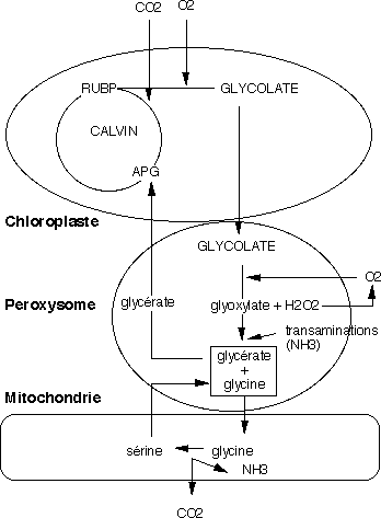 Cycle simplifié de la photorespiration