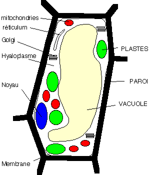 Cellule chlorophyllienne