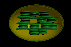 Elod&eacute;e du Canada