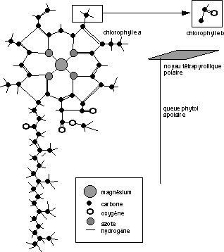 Formule de la chlorophylle