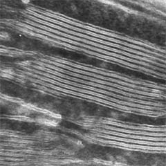 D&eacute;tail des thylako&iuml;des