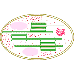 Elod&eacute;e du Canada