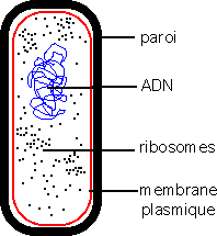 Bactérie