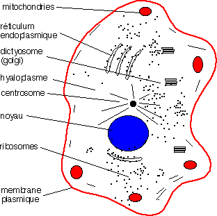Cellule animale