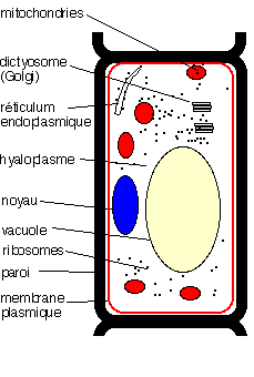 Cellule de champignon