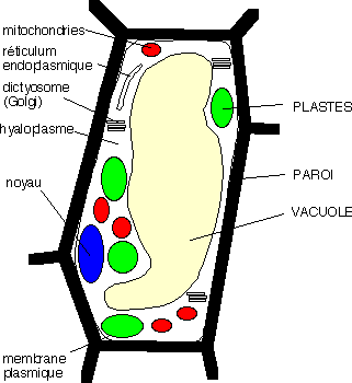 Cellule végétale