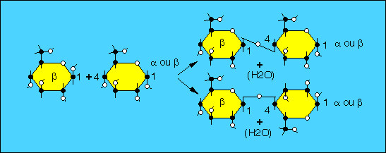 Motif de base de la cellulose