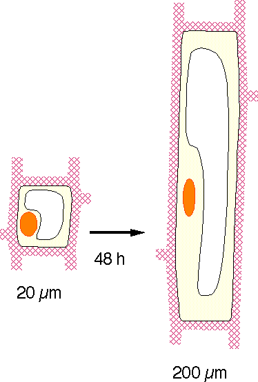Croissance cellulaire