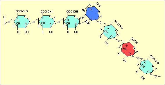 pectine2