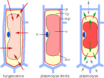 plasmolyse