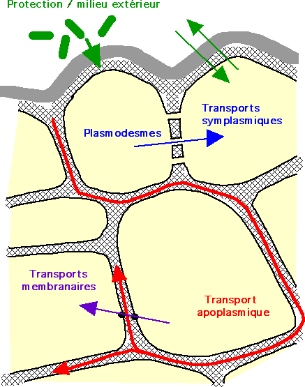 transport