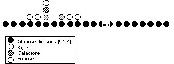 xyloglucanes