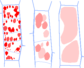 vacuole