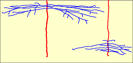 Système racinaire et exploration du sol