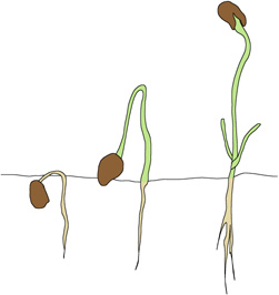 allium.jpg