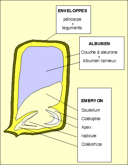 caryopse de graminée