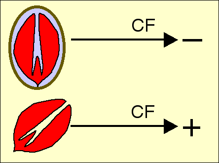 germination de l'embryon