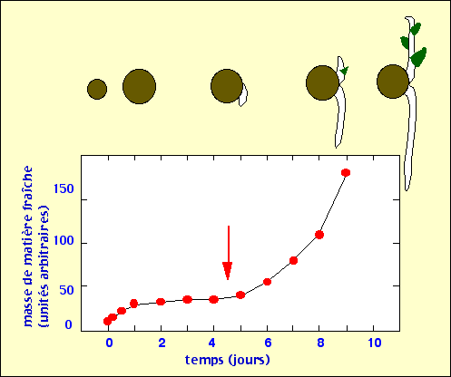 évolution au cours de la germination