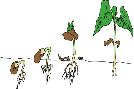 phaseolus.jpg