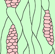 anat-cabium.gif