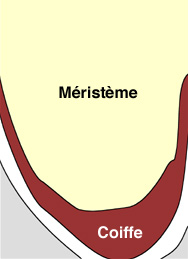 apex-racine-capsella.jpg
