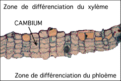 cambium.gif