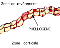 phellogene.gif