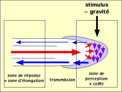 gravi6.gif