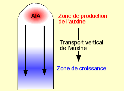 phototrop2.gif