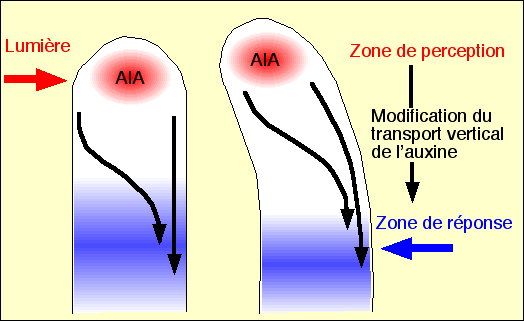 phototrop3.gif