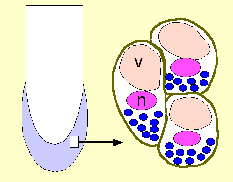 statolithe1.gif
