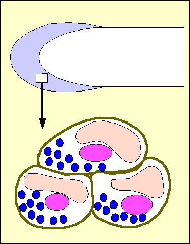 statolithe2.gif