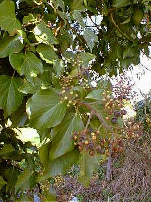 Lierre