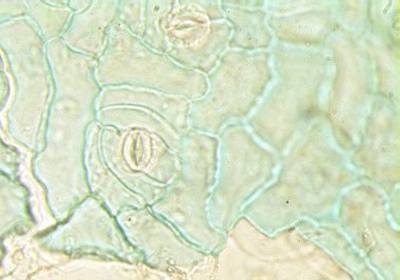 epiderme2mpa.jpg