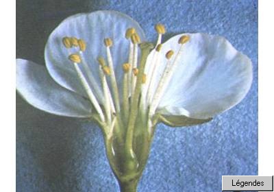 fleurangionoz.jpg