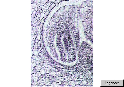 ovule_lispg.jpg