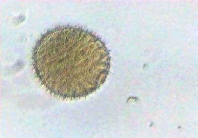 pollen_courge.jpg