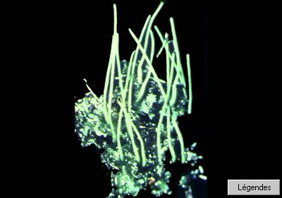 anthoceros2mpa.jpg