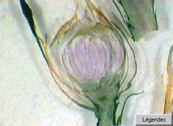 bryo-antheridiesmousspg-g.jpg