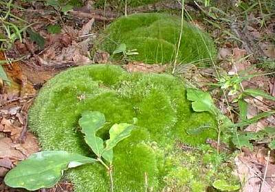 bryo-leucobrium.jpg