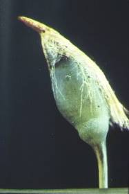 capsulempa.jpg