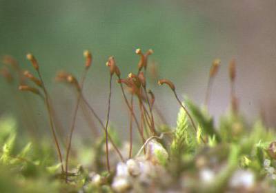 hypnum_lacunosum_cappg.jpg