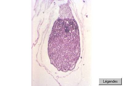 marchantia_sporo3mpa.jpg