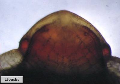 operculempa.jpg
