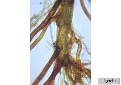 rhizoidesmpa.jpg