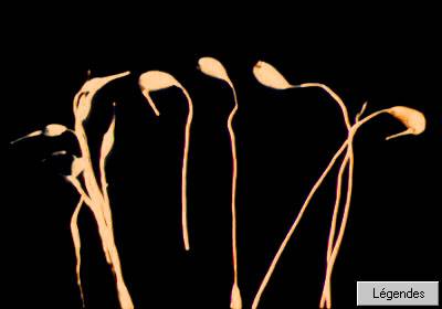 sporophytempa.jpg