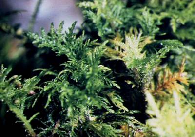 thuydium_tamariscinummpa.jpg