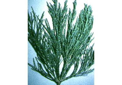 seqoiadendron2mpa.jpg